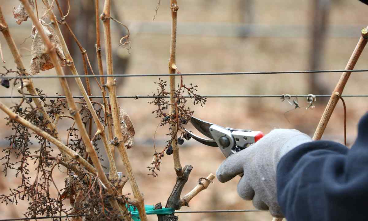 How to cut off grapes in the spring