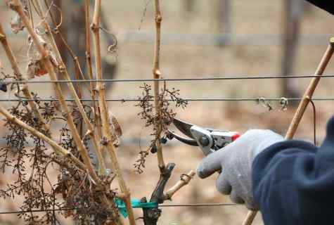How to cut off grapes in the spring