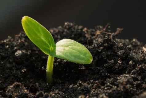 Why seedling of cucumbers is extended