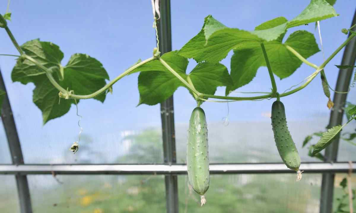 How to grow up cucumbers in the greenhouse