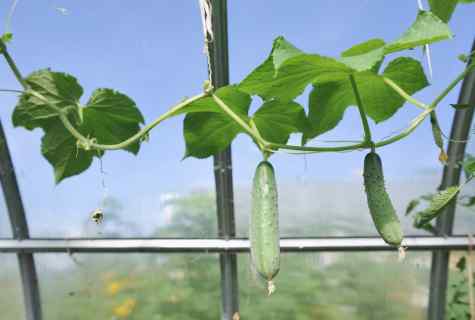 How to grow up cucumbers in the greenhouse