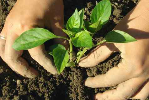 Pepper seedling: landing terms