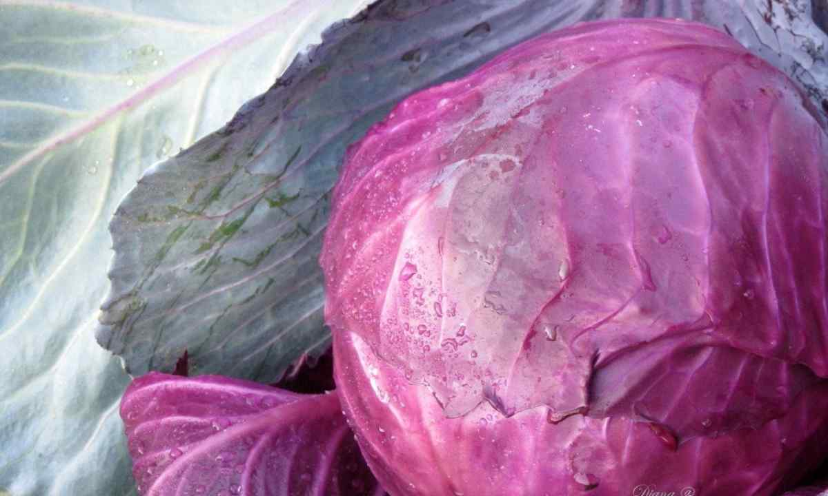 Why cabbage perishes