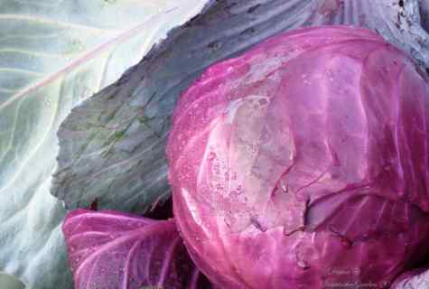 Why cabbage perishes
