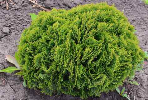 How to grow up thuja from shank