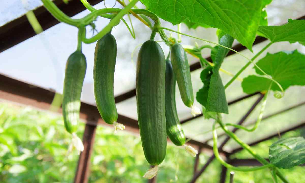 How to grow up cucumbers without greenhouse