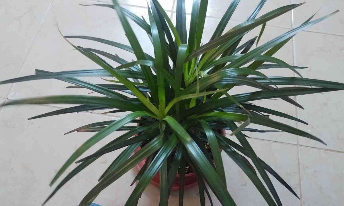 How to fight against the turning yellow leaves on dragon tree