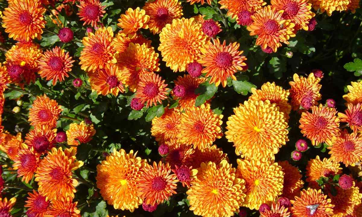 How to replace chrysanthemums