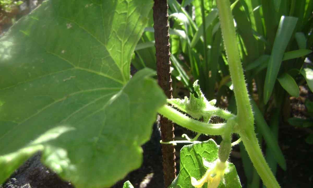 As it is correct to plant cucumbers