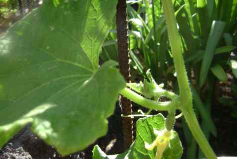 As it is correct to plant cucumbers