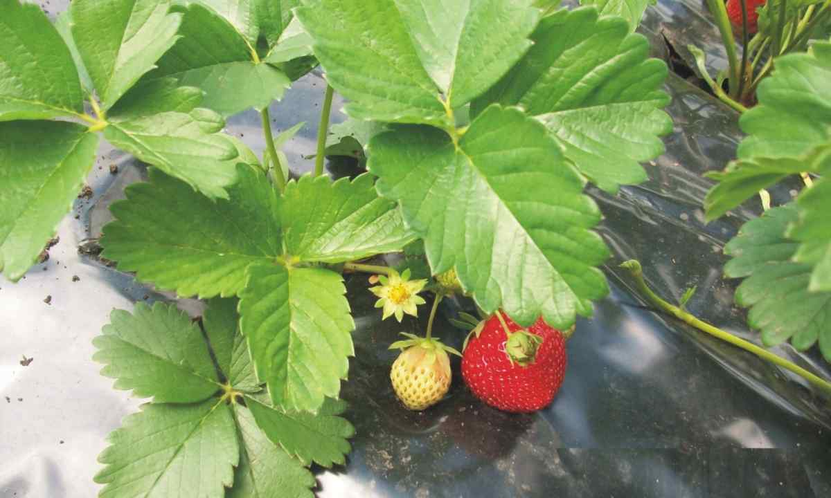 How to plant the curling wild strawberry
