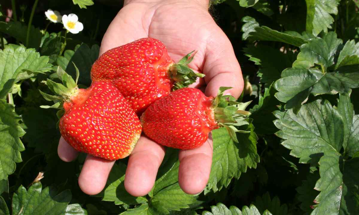 What taste at garden strawberry without mustache