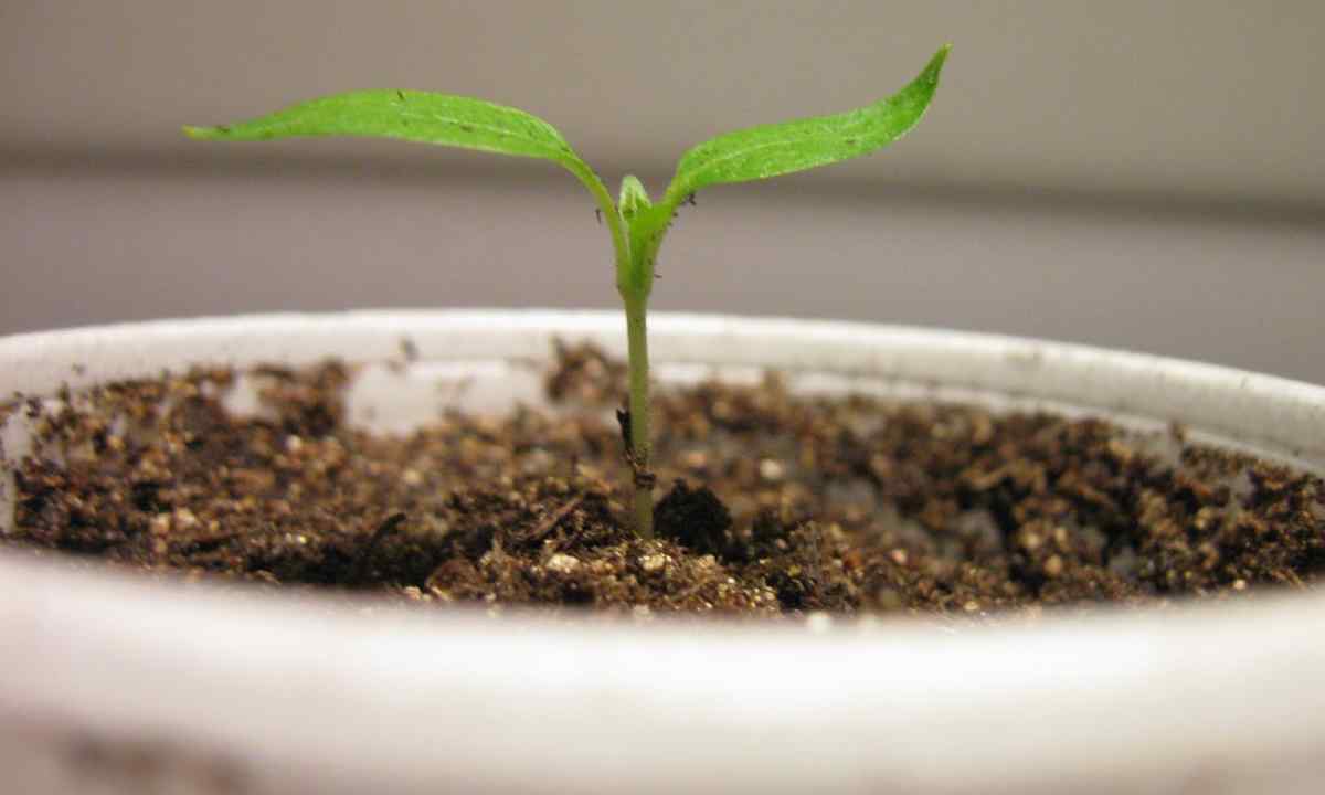 How to grow up seedling of sweet pepper
