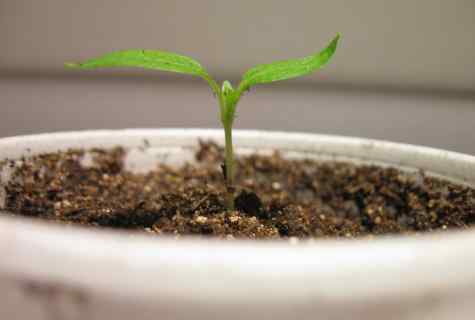 How to grow up seedling of sweet pepper