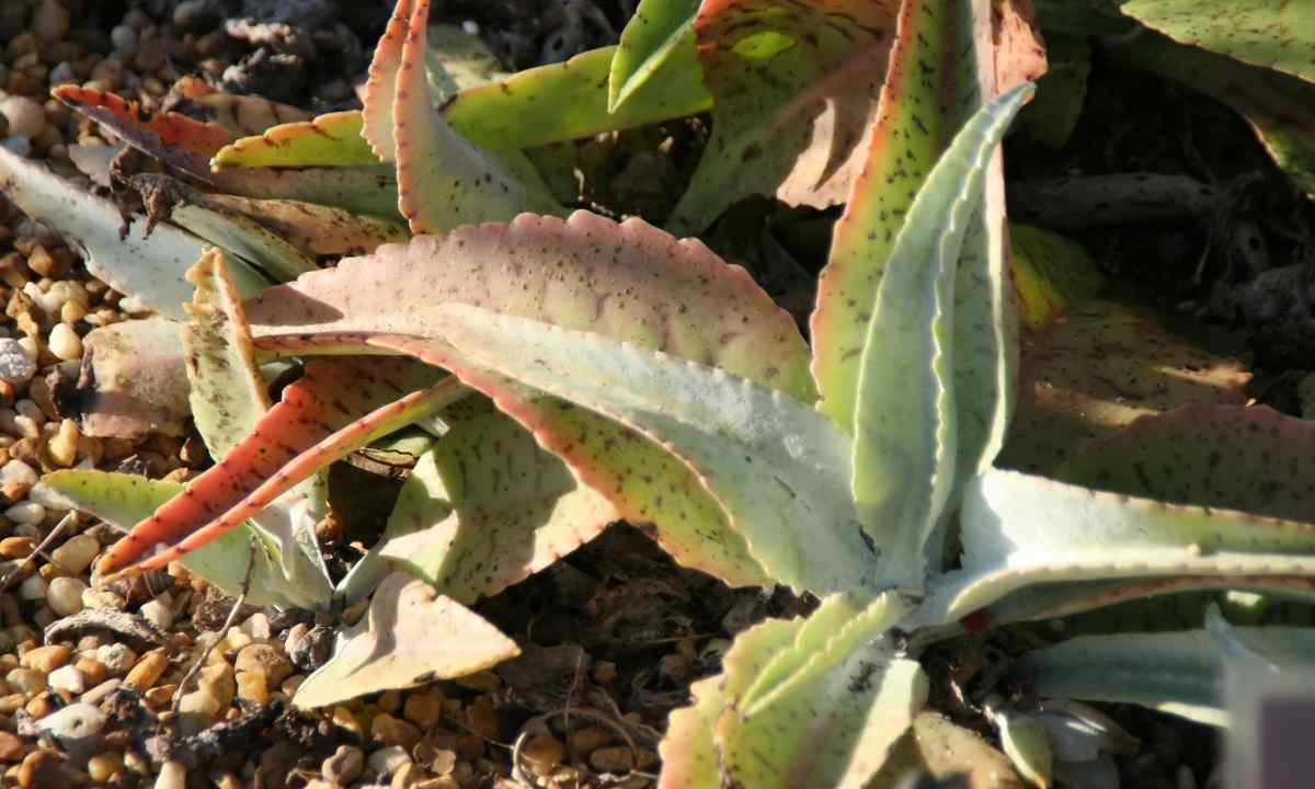 How to cut off kalanchoe