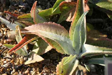 How to cut off kalanchoe