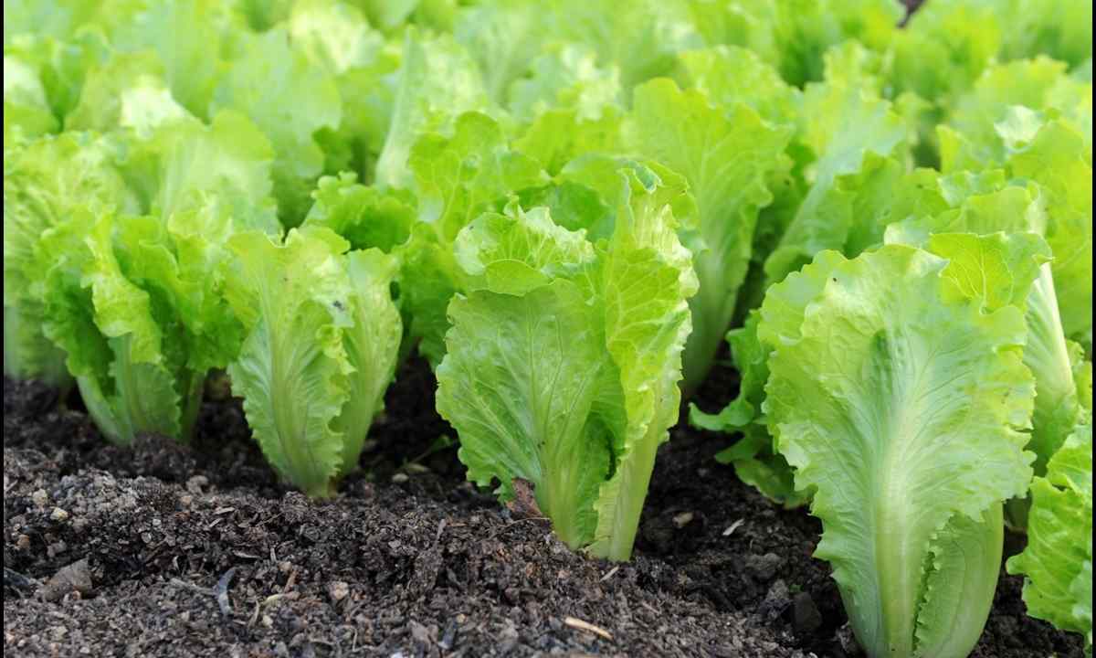 How to grow up the seeds of salad