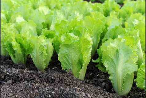 How to grow up the seeds of salad