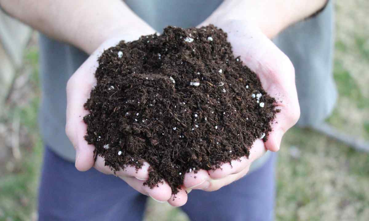 What seeds should be planted in soil