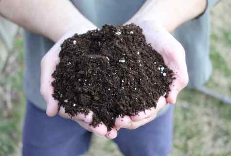 What seeds should be planted in soil
