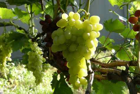 How to grow up grapes at the dacha