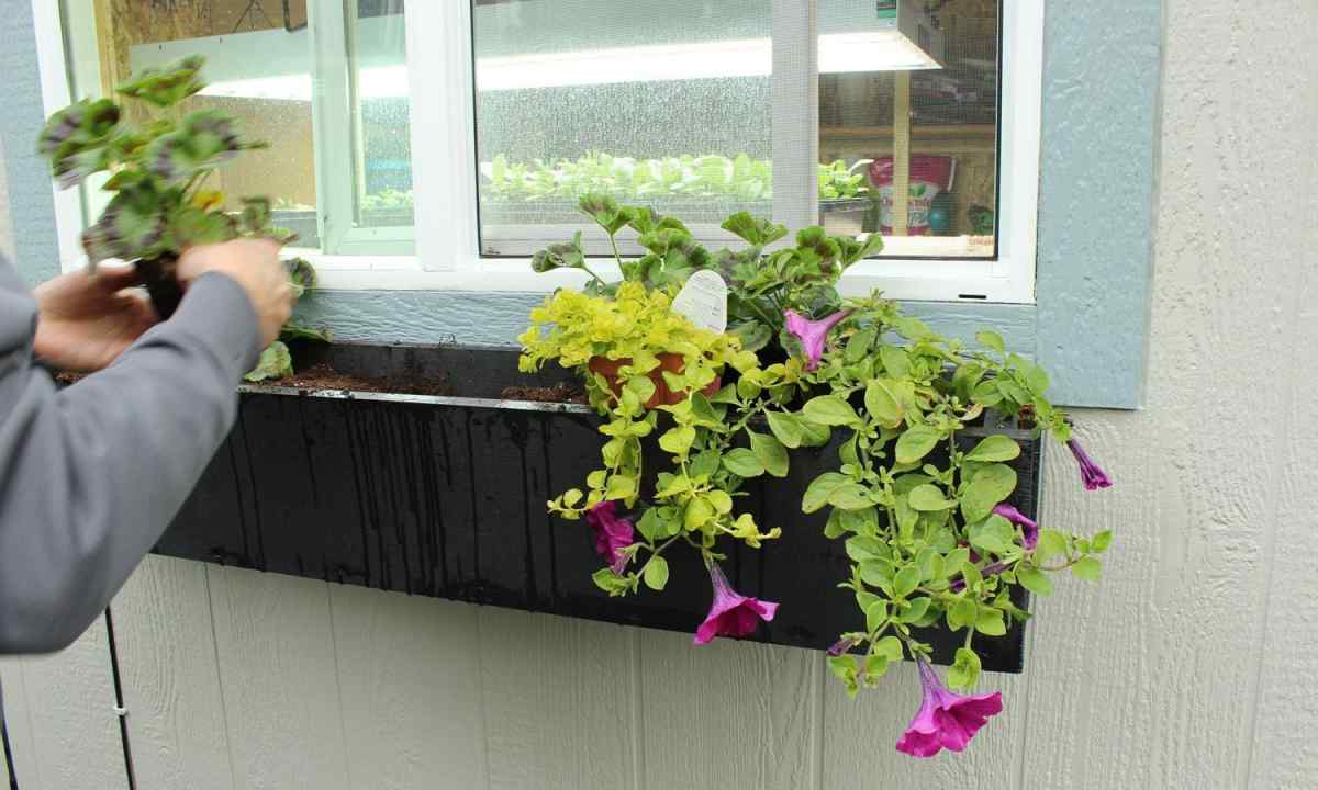 Power of window plants