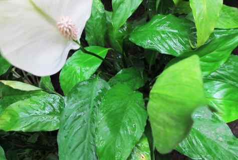 Features of spathiphyllum
