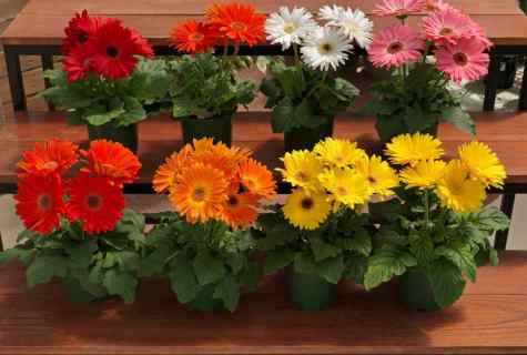 Proud beauty gerbera: cultivation from seeds