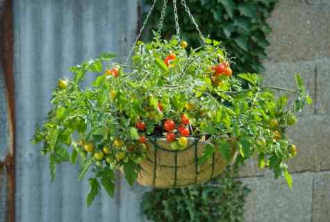 How to plant cherry tomatoes