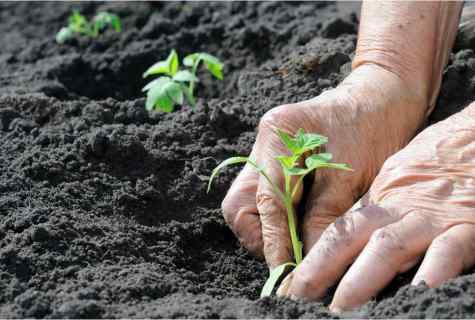 When it is necessary to plant tomatoes in soil