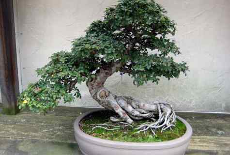 How to water bonsai