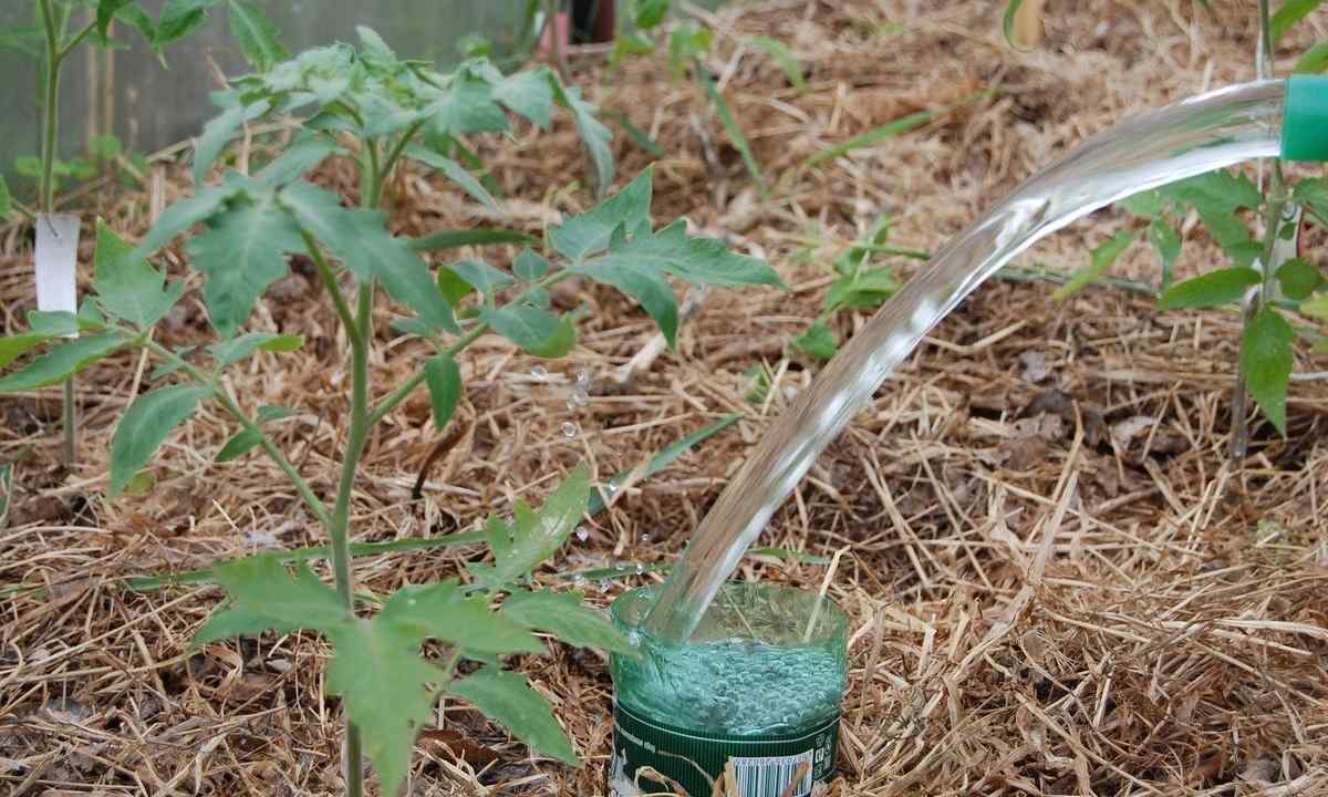 How to water tomatoes