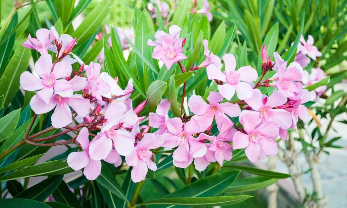 Poisonous plant oleander: leaving and cultivation