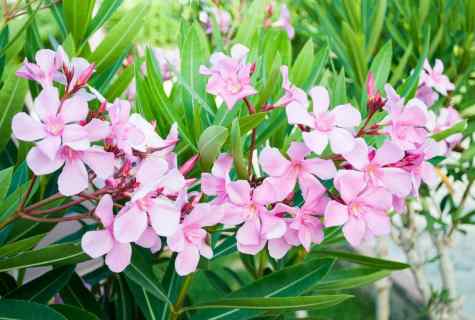 Poisonous plant oleander: leaving and cultivation