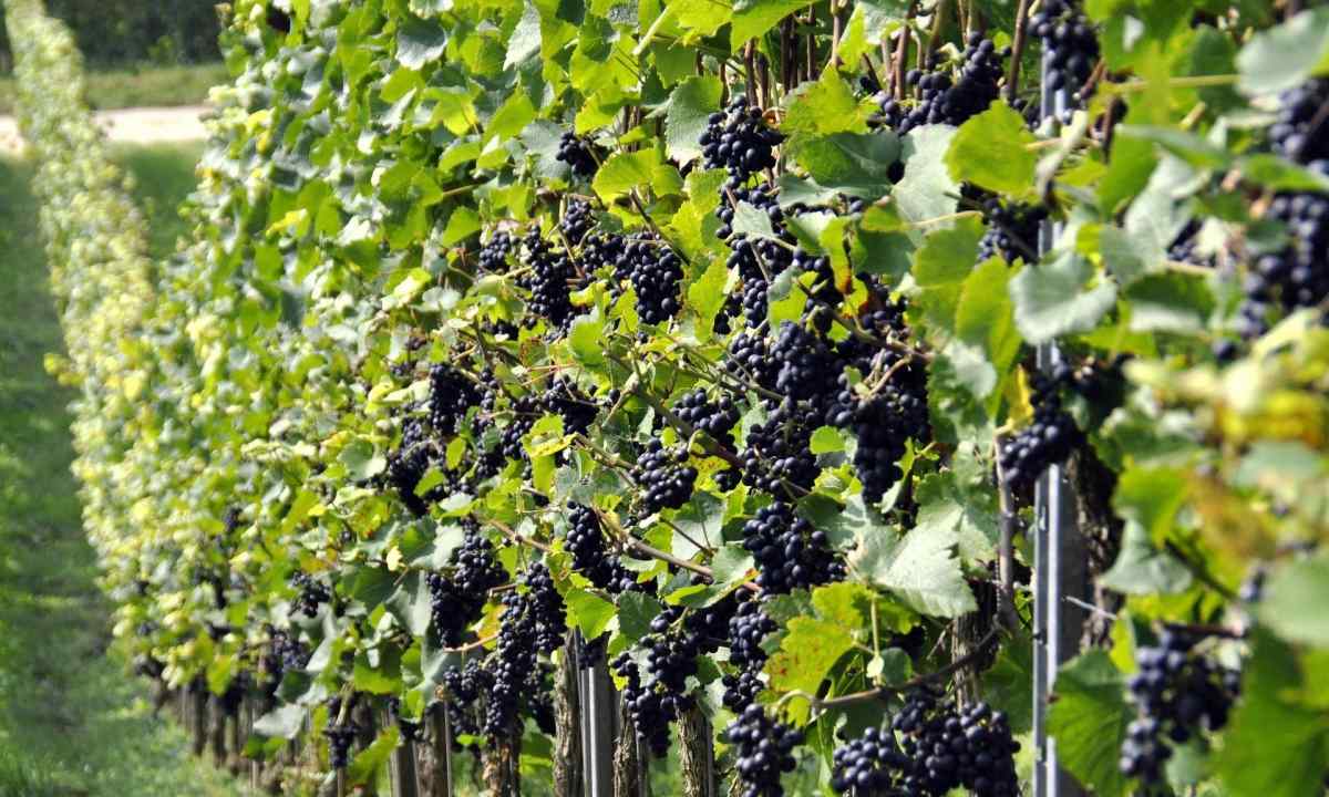 How to plant grapes saplings and shanks