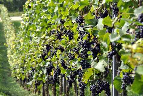 How to plant grapes saplings and shanks