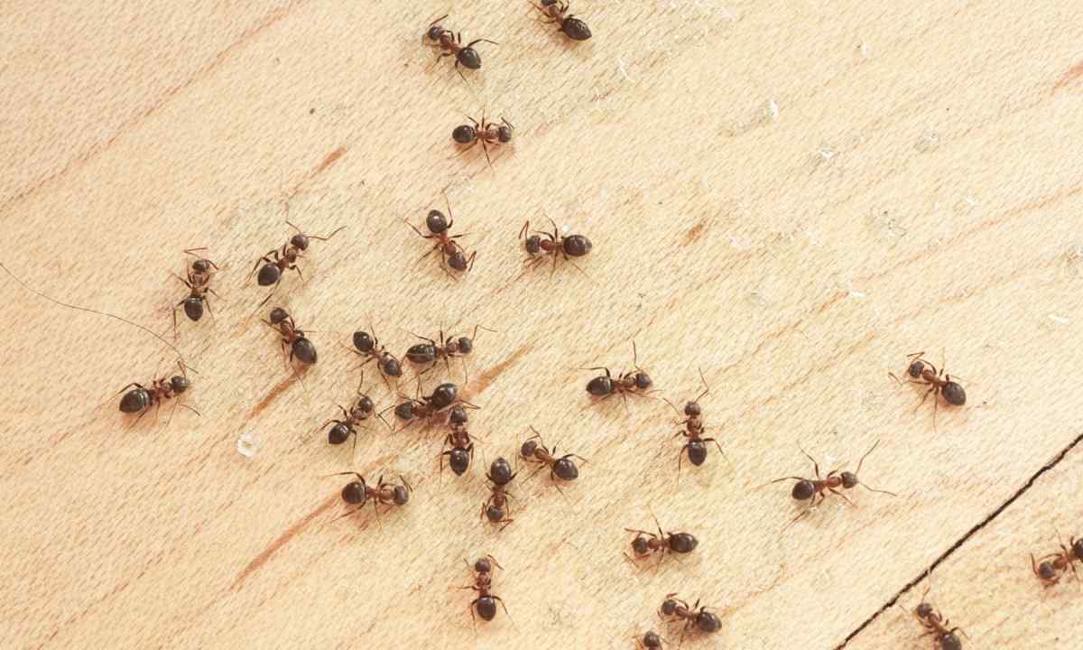 How to get rid of ants on the seasonal dacha