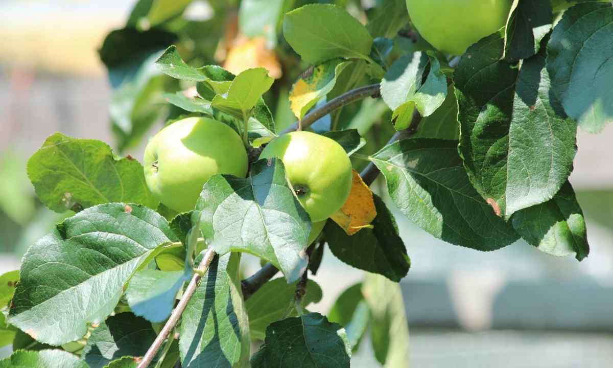 How to treat apple-trees