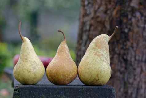 How to grow up pear
