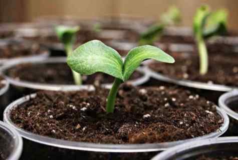 When to plant seedling
