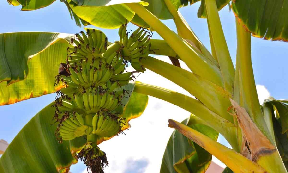 How to grow up banana palm tree
