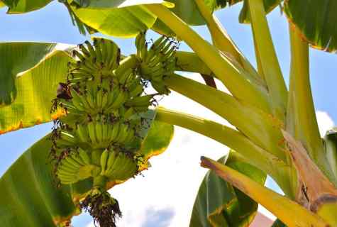 How to grow up banana palm tree