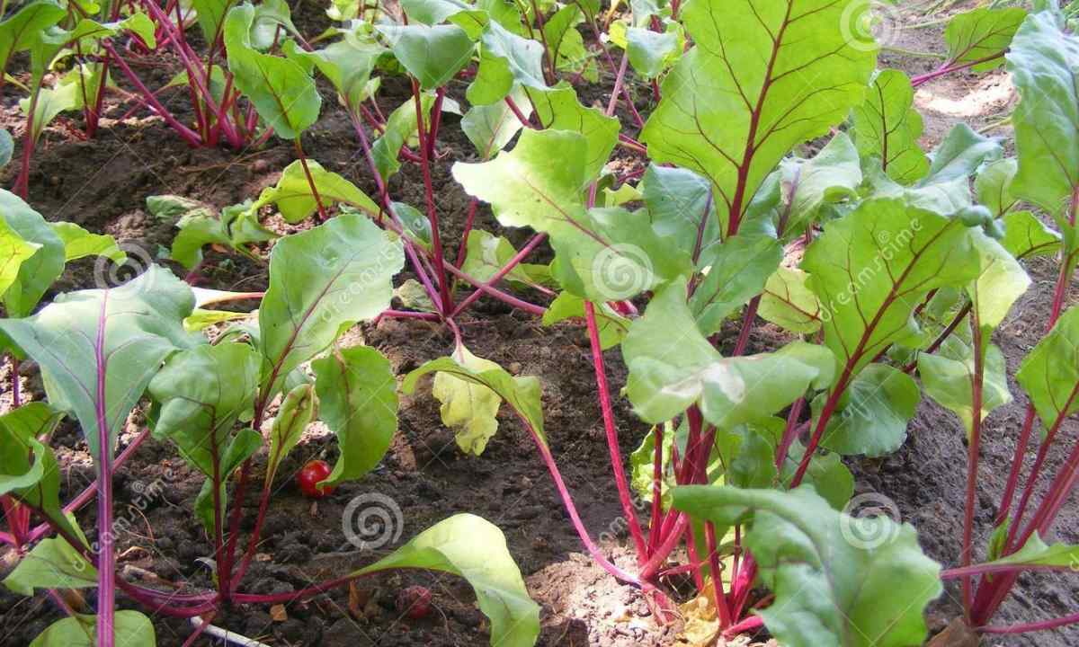 Why beet does not grow