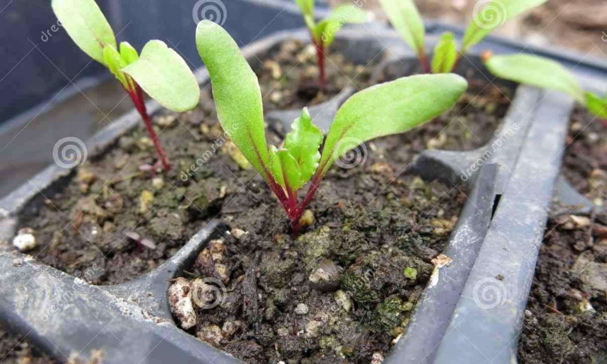 How to grow up beet from seedling