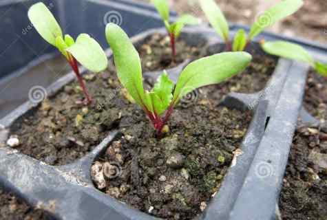 How to grow up beet from seedling