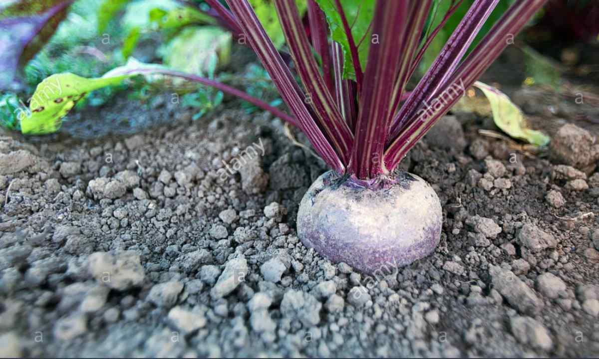 How to grow up beet from seeds