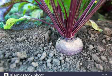 How to grow up large beet