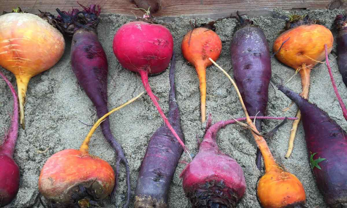 How to sow beet and when