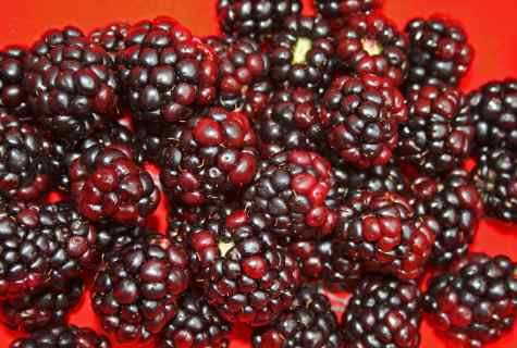 How to make the device for gathering berries, paradise apples, blackberries, dogrose and sloe