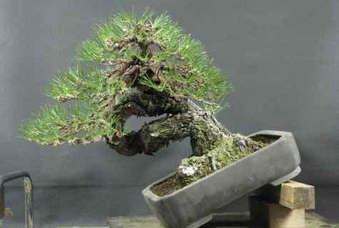 How to look after tree house bonsai